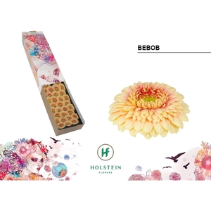 Ge Mi Pomponi Bebob Box Holstein