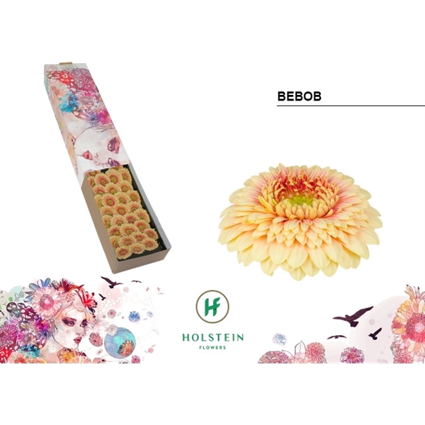<h4>Ge Mi Pomponi Bebob Box Holstein</h4>