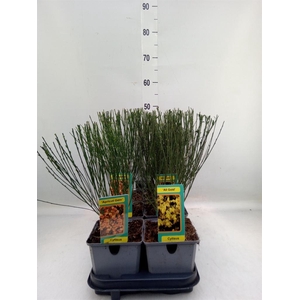 Cytisus praecox   ...