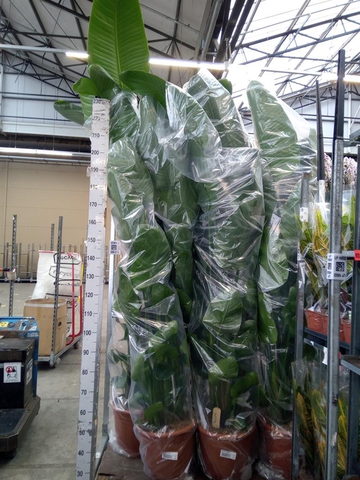 <h4>Strelitzia nicolai</h4>