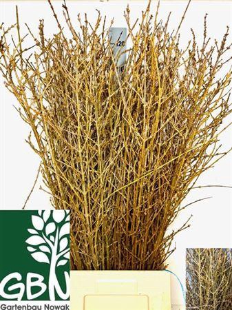 <h4>T Forsythia Bos</h4>