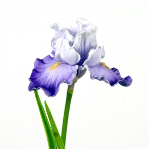 AF Iris L72cm white/purple