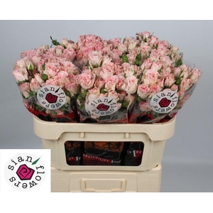 Rosa spray constellation