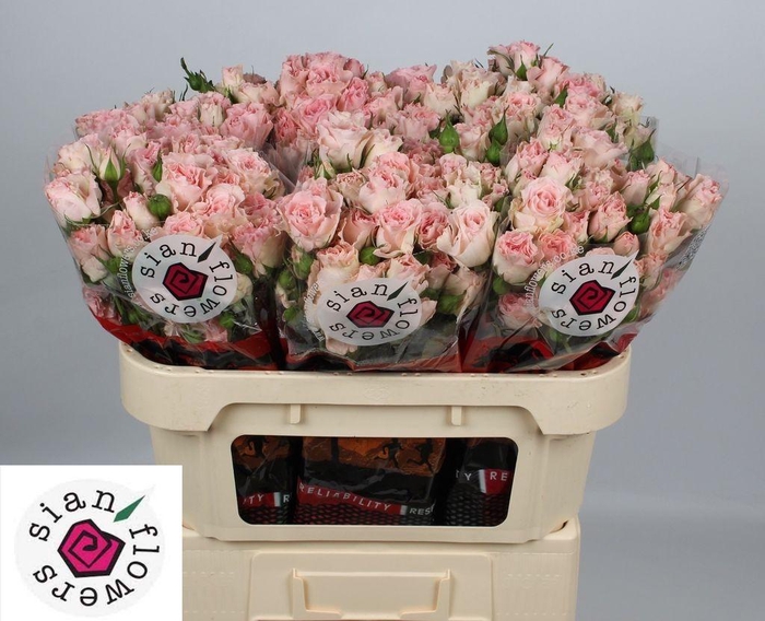 <h4>Rosa spray constellation</h4>