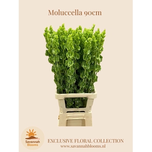 MOLUCCELLA STUK