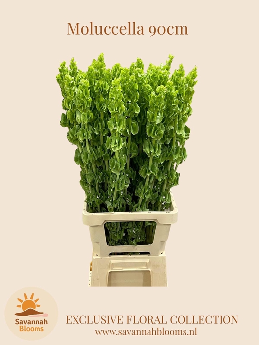 <h4>MOLUCCELLA STUK</h4>