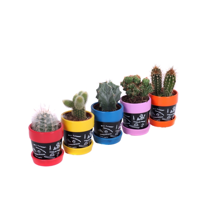 <h4>Cactus sierpot schotel 5,5 cm</h4>