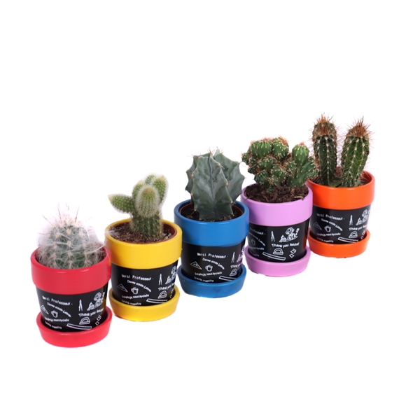 Cactus sierpot schotel 5,5 cm