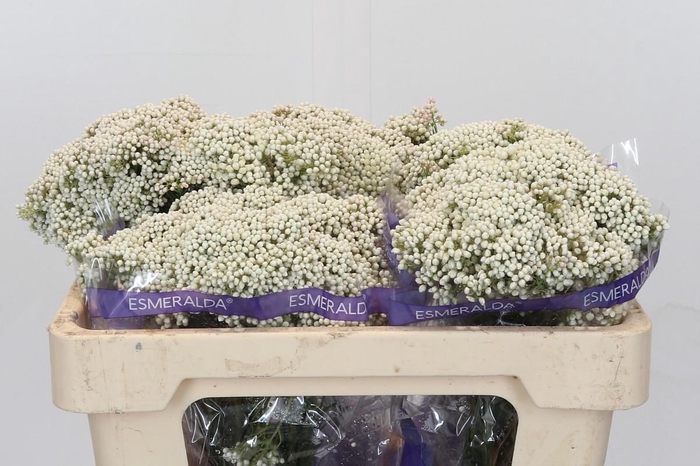 <h4>Ozothamnus Cooks Snow White</h4>