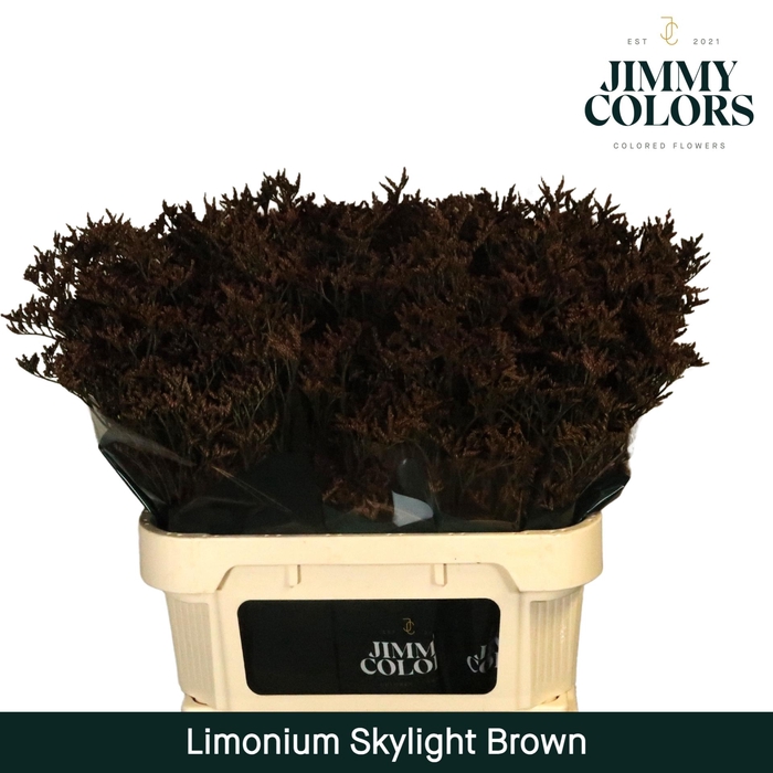 <h4>Limonium Skylight L70 Brown</h4>
