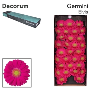 GE MI ELVIS Doos x60