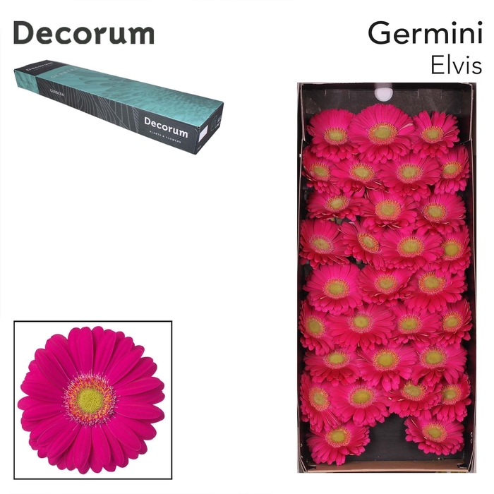 <h4>GE MI ELVIS Doos x60</h4>