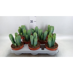 Cereus   ...