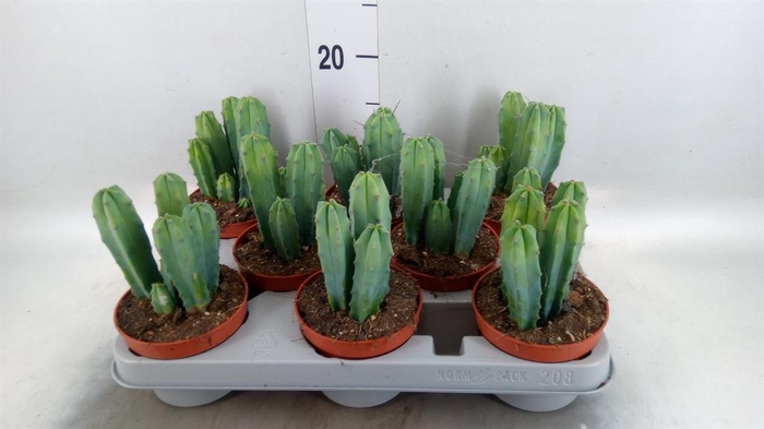 <h4>Cereus ...</h4>