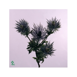 Eryn Supernova Kl Bh Zwart