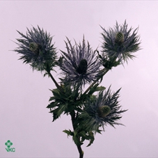 <h4>Eryn Kbh Gl Champagne Stem</h4>