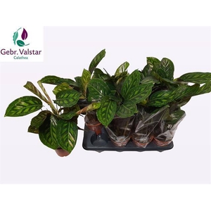 Calathea Flamestar 14Ø 50cm