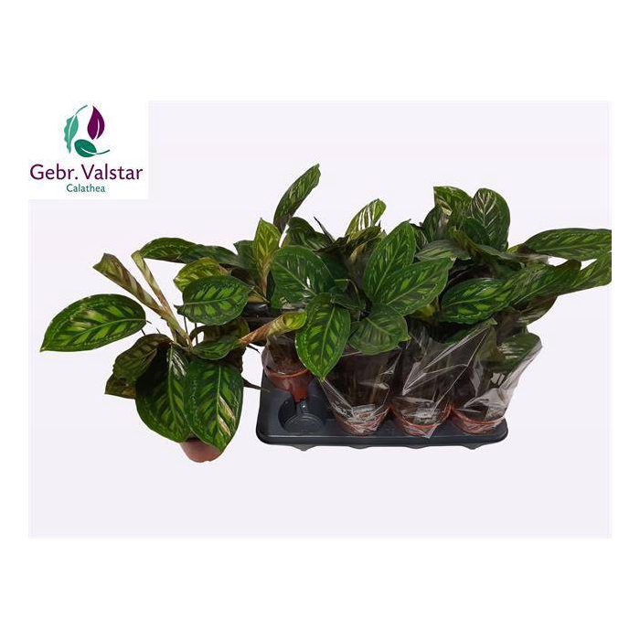 <h4>Calathea Flamestar 14Ø 50cm</h4>