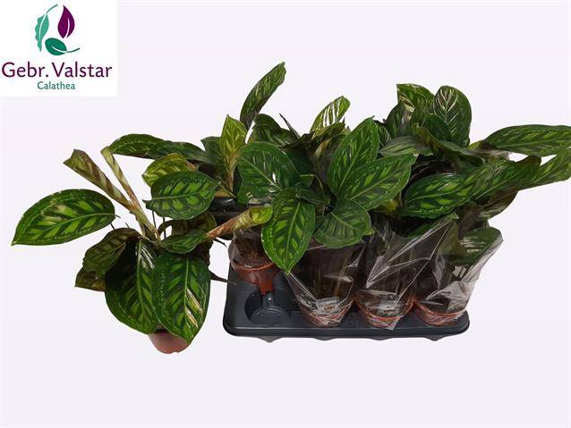 Calathea Flamestar 14Ø 50cm