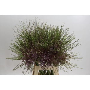 Allium schubertii