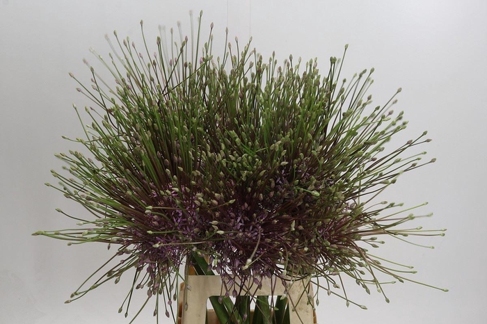 <h4>Allium schubertii</h4>
