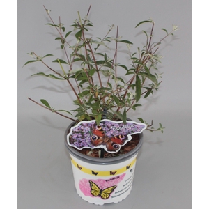 Buddleja Davidii 'Nanhoensis' C2