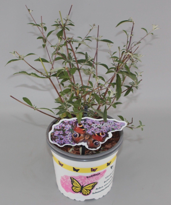 <h4>Buddleja Davidii 'Nanhoensis' C2</h4>
