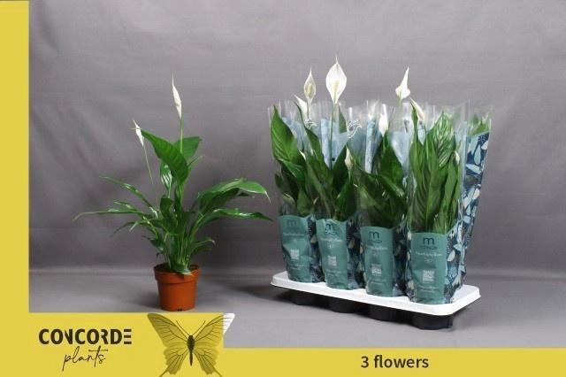 <h4>SPATH SWEET BENITO</h4>