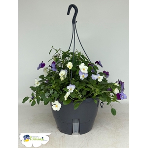 HANGING BASKETS