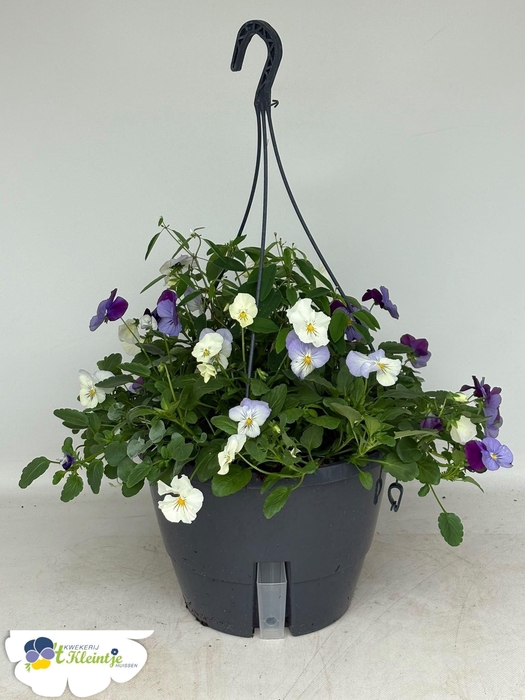 <h4>HANGING BASKETS</h4>