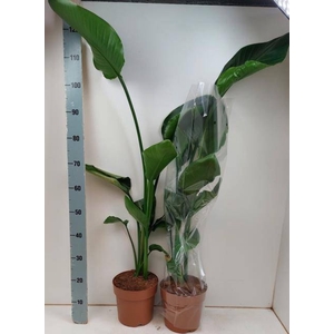 STRELITZIA NICOLAI