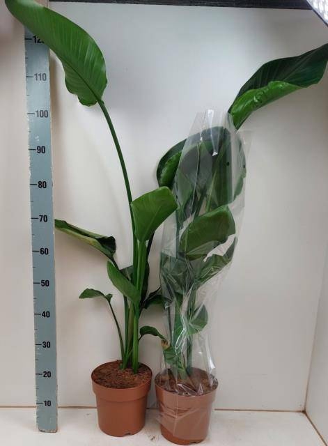 <h4>STRELITZIA NICOLAI</h4>