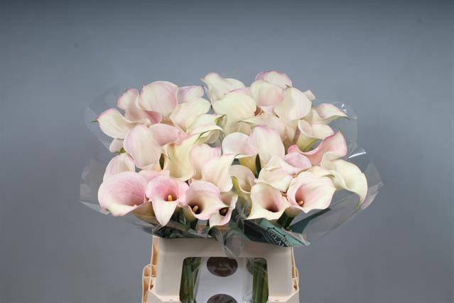 <h4>Zantedeschia captain rosette</h4>
