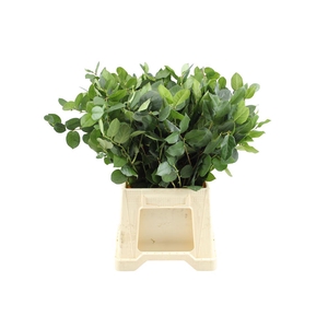 Salal Tips Cult Per Tak 50cm