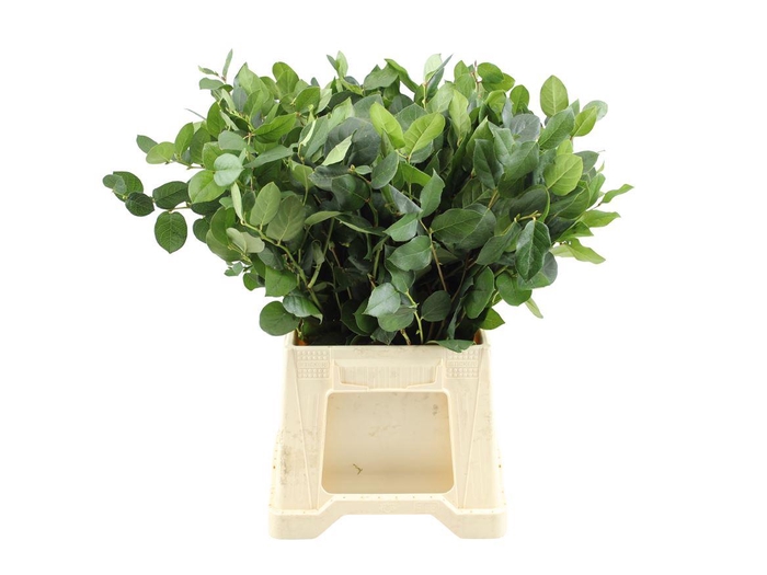 <h4>Salal Tips Cult Per Tak 50cm</h4>