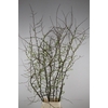 CHAENOMELES SUPERBA WHITE EXTRA 180CM