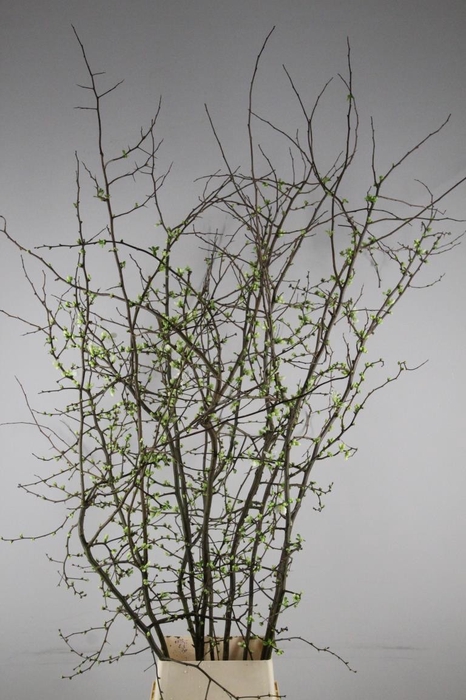 <h4>CHAENOMELES SUPERBA WHITE EXTRA 180CM</h4>