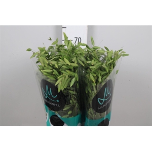 Chasmanth Latifolium