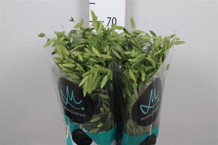 <h4>Chasmanth Latifolium</h4>