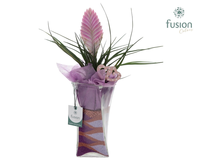 <h4>Glazen Twistervaas met Tillandsia</h4>