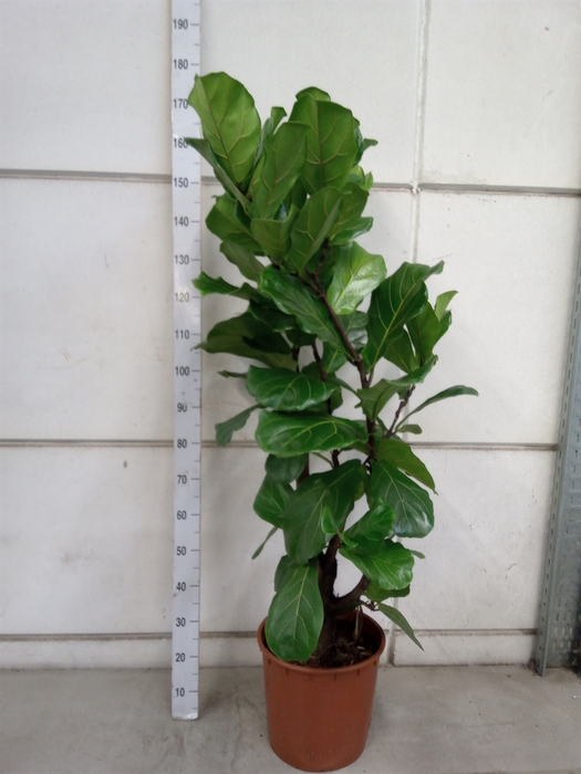 <h4>Ficus lyrata</h4>