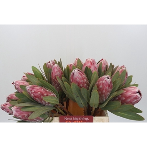 PROTEA COM PINK LADY