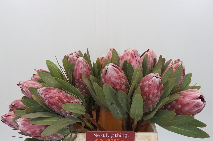 <h4>PROTEA COM PINK LADY</h4>