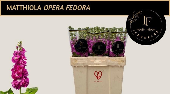 <h4>MATTH FEDORA</h4>