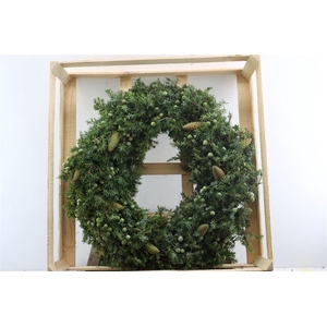 Wr Jeneverbes Pinea 60cm