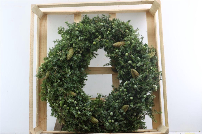 <h4>Wr Jeneverbes Pinea 60cm</h4>