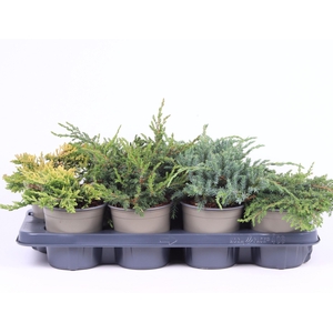 Platgroeiende mix P-13