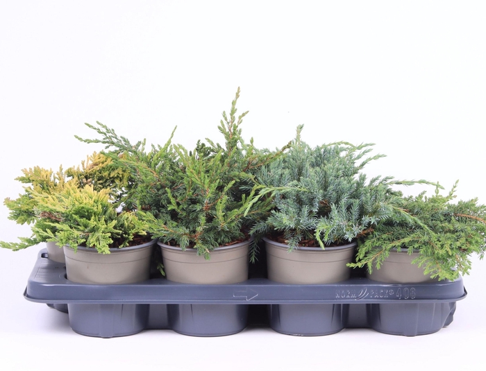 <h4>Platgroeiende mix P-13</h4>