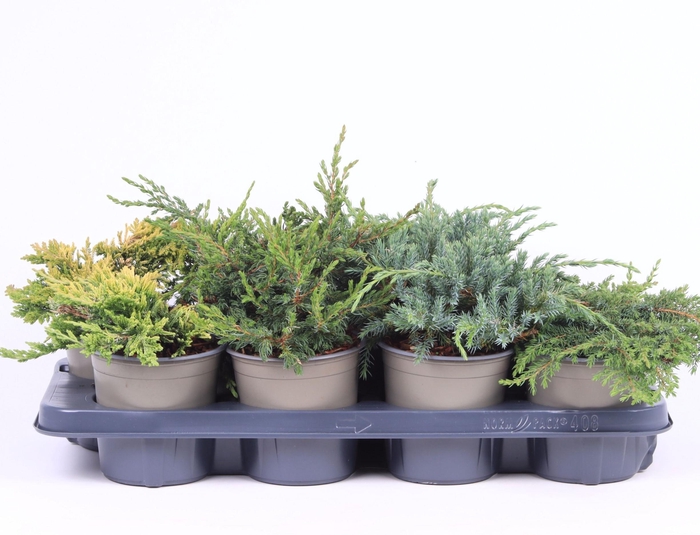 <h4>Platgroeiende mix P-13</h4>