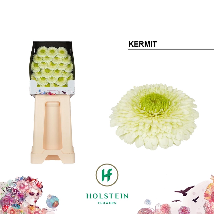 <h4>Ge Bv Pom Kermit2.0</h4>